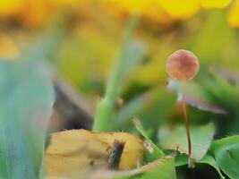 Mushrooms on the red background grass photo