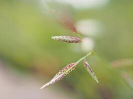 Grass and weeds on the ground photo