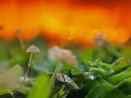 Mushrooms on the red background grass photo