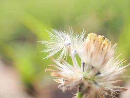 Grass and weeds on the ground photo