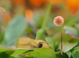 Mushrooms on the red background grass photo