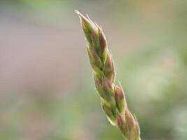 Grass and weeds on the ground photo