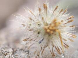 Grass and weeds on the ground photo
