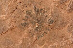 Red stone surface with pattern photo