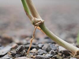 Weeds grow on rocks and sand. photo
