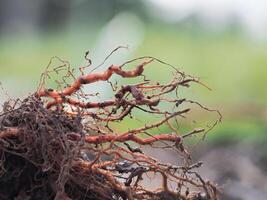 Weed roots with soil for planting photo