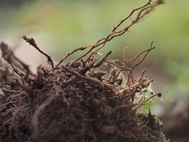 Weed roots with soil for planting photo