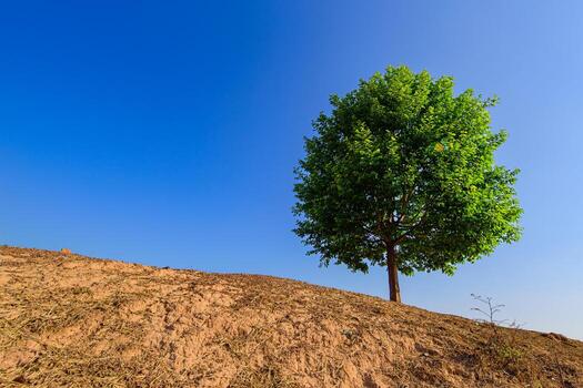 Tree a lone stands in the middle of an open field. photo