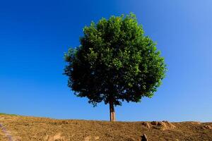 Tree a lone stands in the middle of an open field. photo