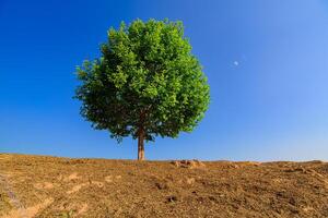Tree a lone stands in the middle of an open field. photo