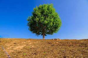 Tree a lone stands in the middle of an open field. photo