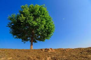 Tree a lone stands in the middle of an open field. photo