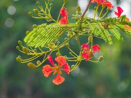 Beautiful, brightly colored Guppy Tree photo