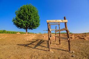 Tree a lone stands in the middle of an open field. photo