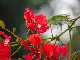 Beautiful, brightly colored Guppy Tree photo