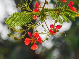 Beautiful, brightly colored Guppy Tree photo