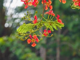 Beautiful, brightly colored Guppy Tree photo