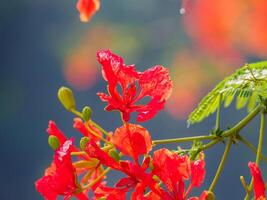 Beautiful, brightly colored Guppy Tree photo