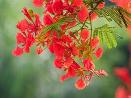 Beautiful, brightly colored Guppy Tree photo