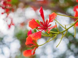 Beautiful, brightly colored Guppy Tree photo