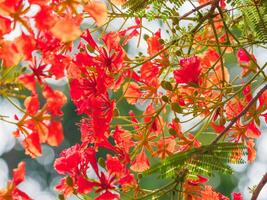 Beautiful, brightly colored Guppy Tree photo