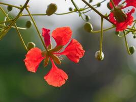 Beautiful, brightly colored Guppy Tree photo