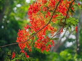 Beautiful, brightly colored Guppy Tree photo