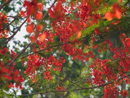 Beautiful, brightly colored Guppy Tree photo