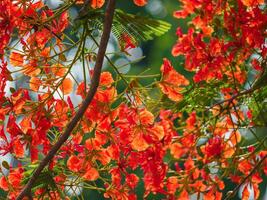 Beautiful, brightly colored Guppy Tree photo