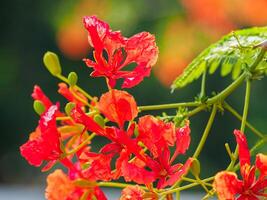 Beautiful, brightly colored Guppy Tree photo
