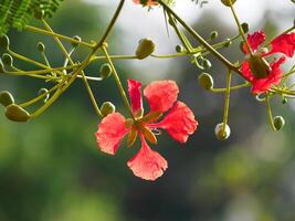 Beautiful, brightly colored Guppy Tree photo