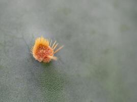 Cactus grown in a pot in a greenhouse photo