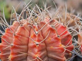Cactus grown in a pot in a greenhouse photo