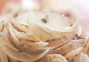 Clipped fingernails and toenails piled up in clumps. photo