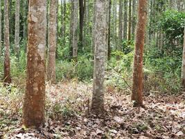 Dipterocarpus alatus roxb tree planting plot photo