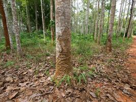 Dipterocarpus alatus roxb tree planting plot photo
