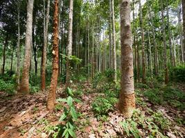 Dipterocarpus alatus roxb tree planting plot photo