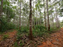 Dipterocarpus alatus roxb tree planting plot photo