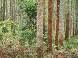 Dipterocarpus alatus roxb tree planting plot photo