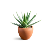 Aloe Vera thick succulent leaves jutting out from an angled terracotta pot with a splash png