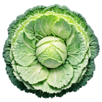 Cabbage mandala a layered circular design of cabbages with leaves unfurling and water splashing png