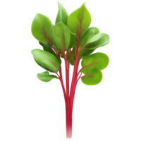 Chard Rhubarb Red microgreens Beta vulgaris subsp cicla Rhubarb Red striking red stems with deep png