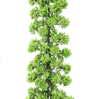 Buckthorn Tree spiny shrub with dark fissured bark and clusters of green flowers and black png