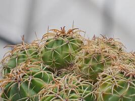 Cactus grown in a pot in a greenhouse photo