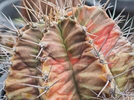 Cactus grown in a pot in a greenhouse photo