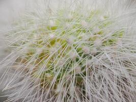 Cactus grown in a pot in a greenhouse photo