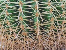 Cactus grown in a pot in a greenhouse photo