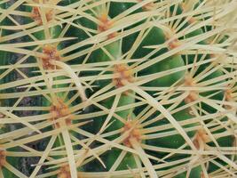 Cactus grown in a pot in a greenhouse photo