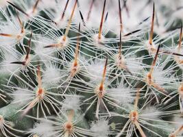 Cactus grown in a pot in a greenhouse photo