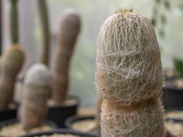 Cactus grown in a pot in a greenhouse photo